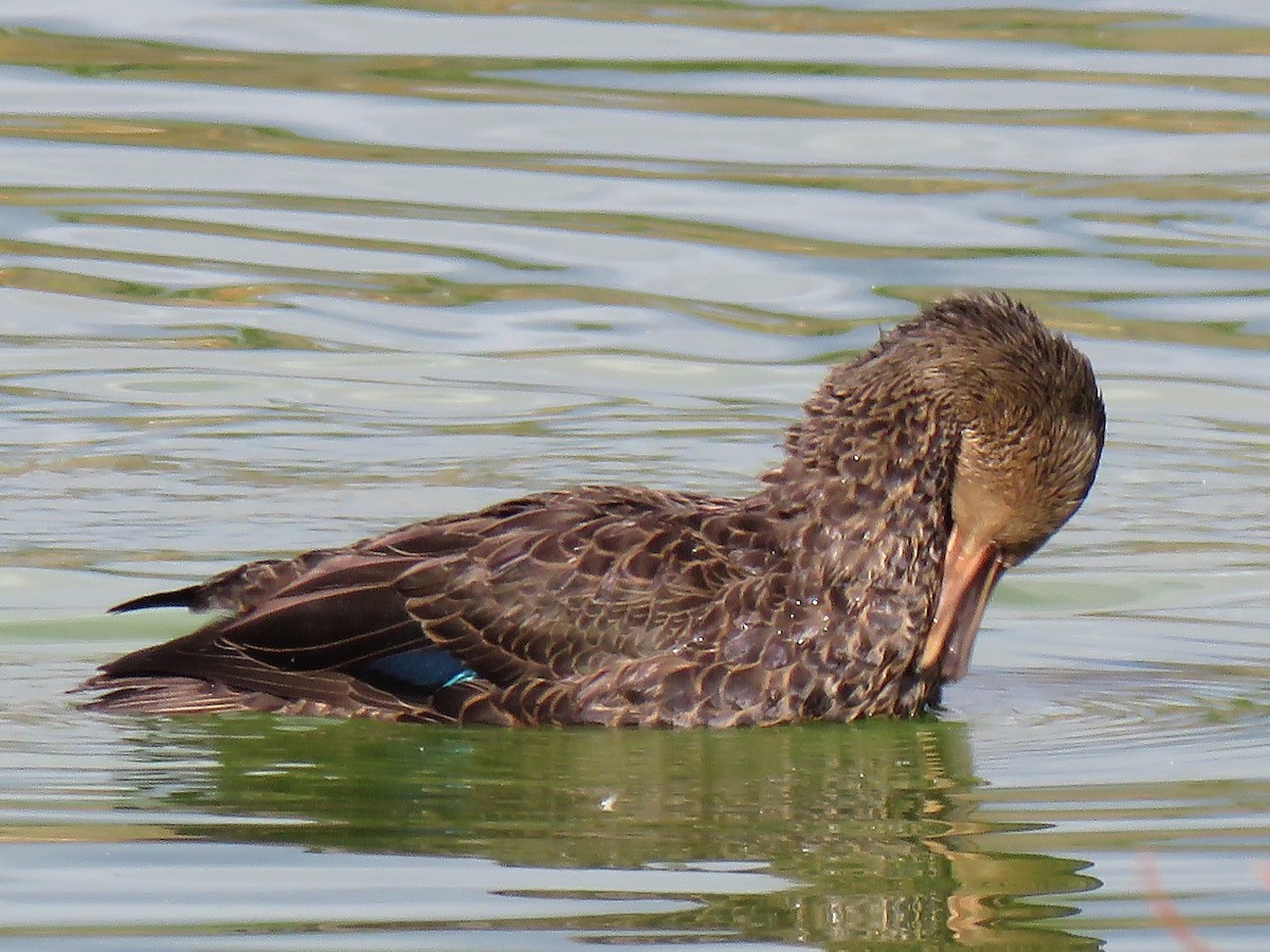 Pato sp. - ML272172311