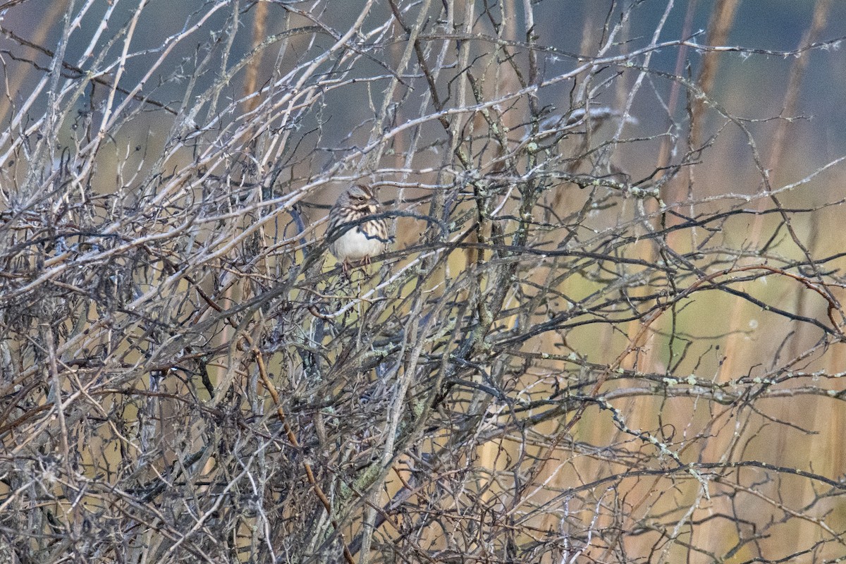 Song Sparrow - Anonymous