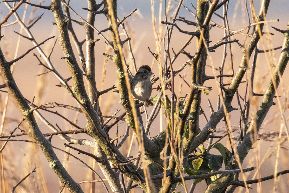 Swamp Sparrow - ML272173001