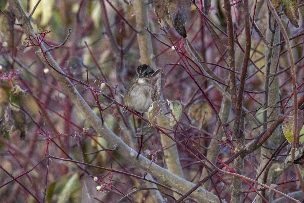 Swamp Sparrow - ML272173401