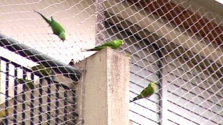 Plain Parakeet - Carlos Eduardo Gussoni