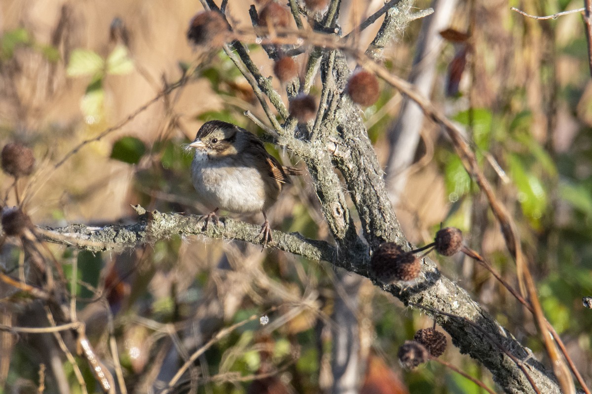 Swamp Sparrow - ML272174831