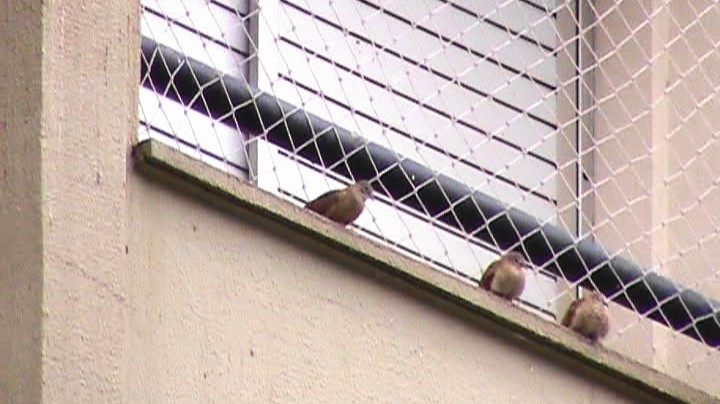 Ruddy Ground Dove - Carlos Eduardo Gussoni