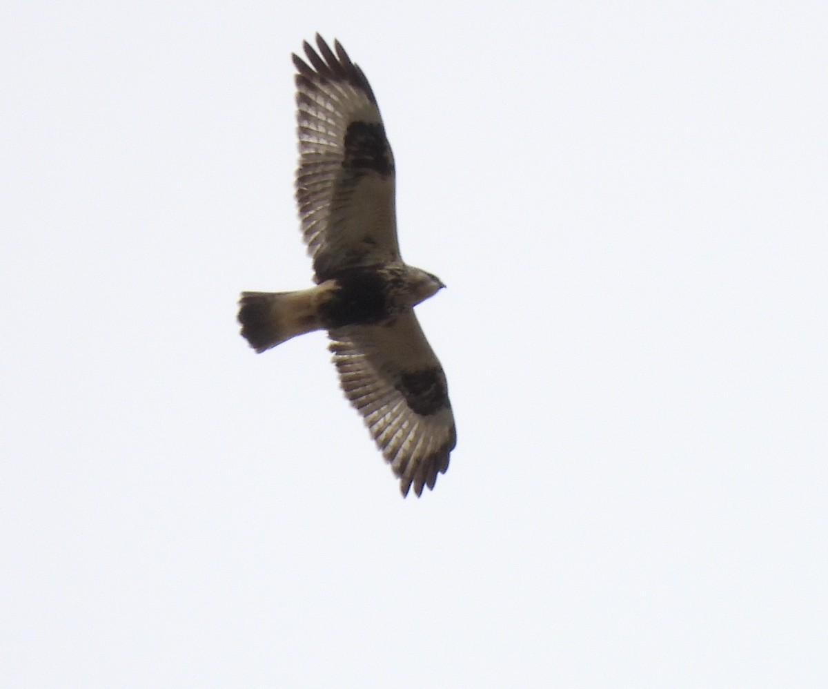 Rough-legged Hawk - ML272175211