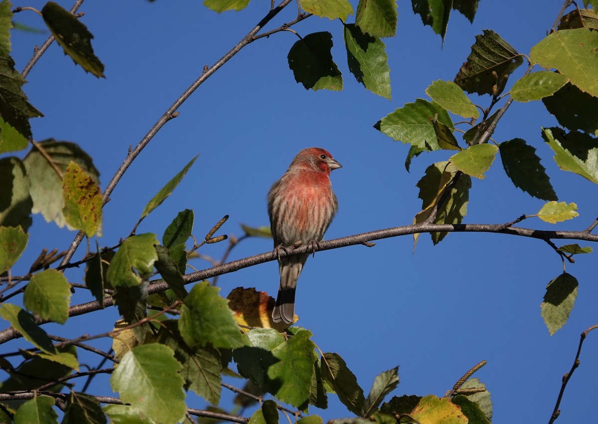 House Finch - ML272175301