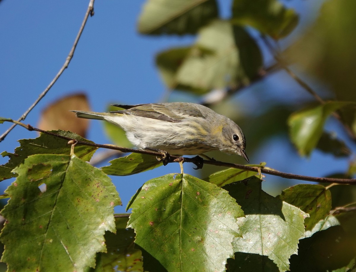 Cape May Warbler - ML272175841
