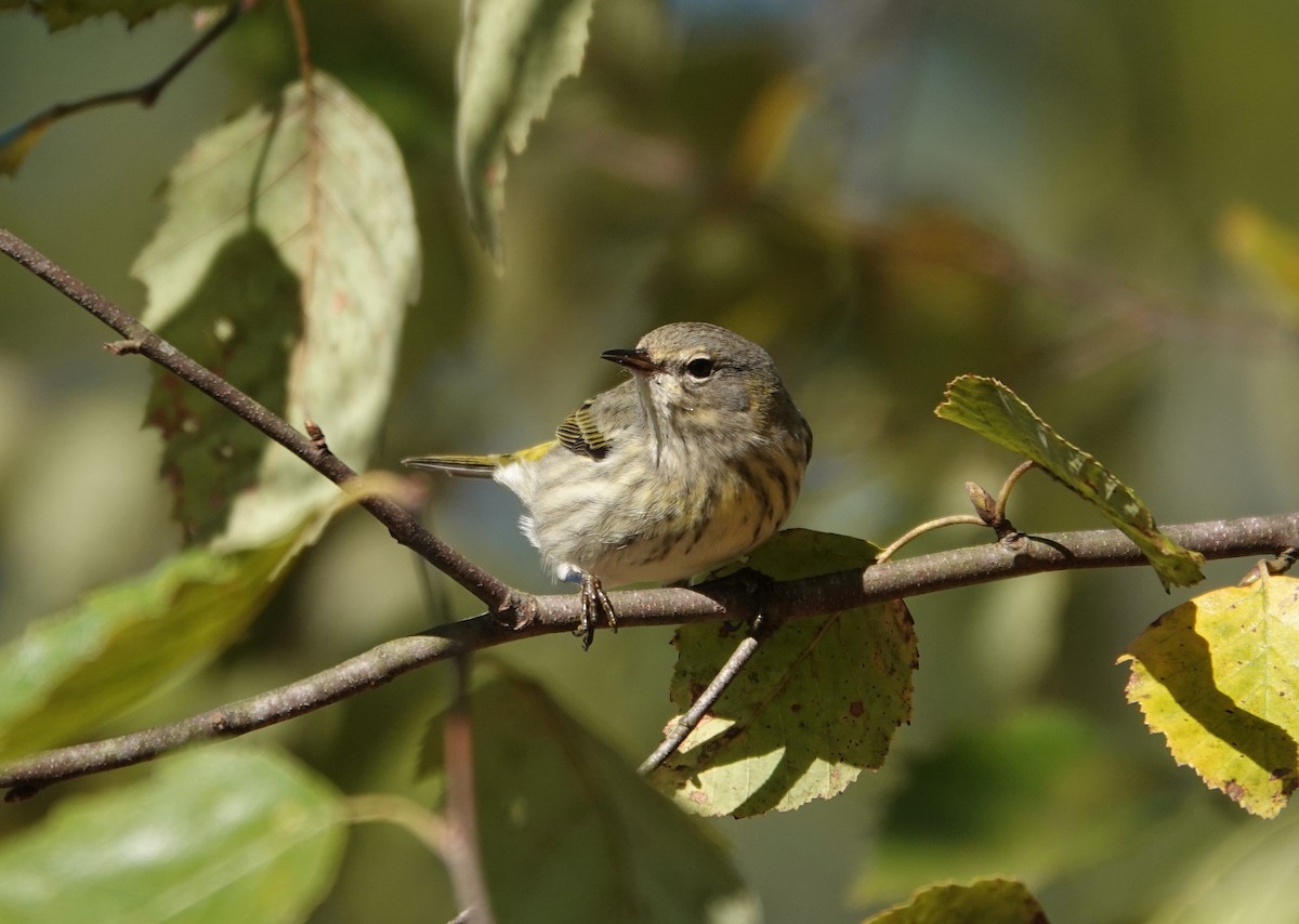Cape May Warbler - ML272175931
