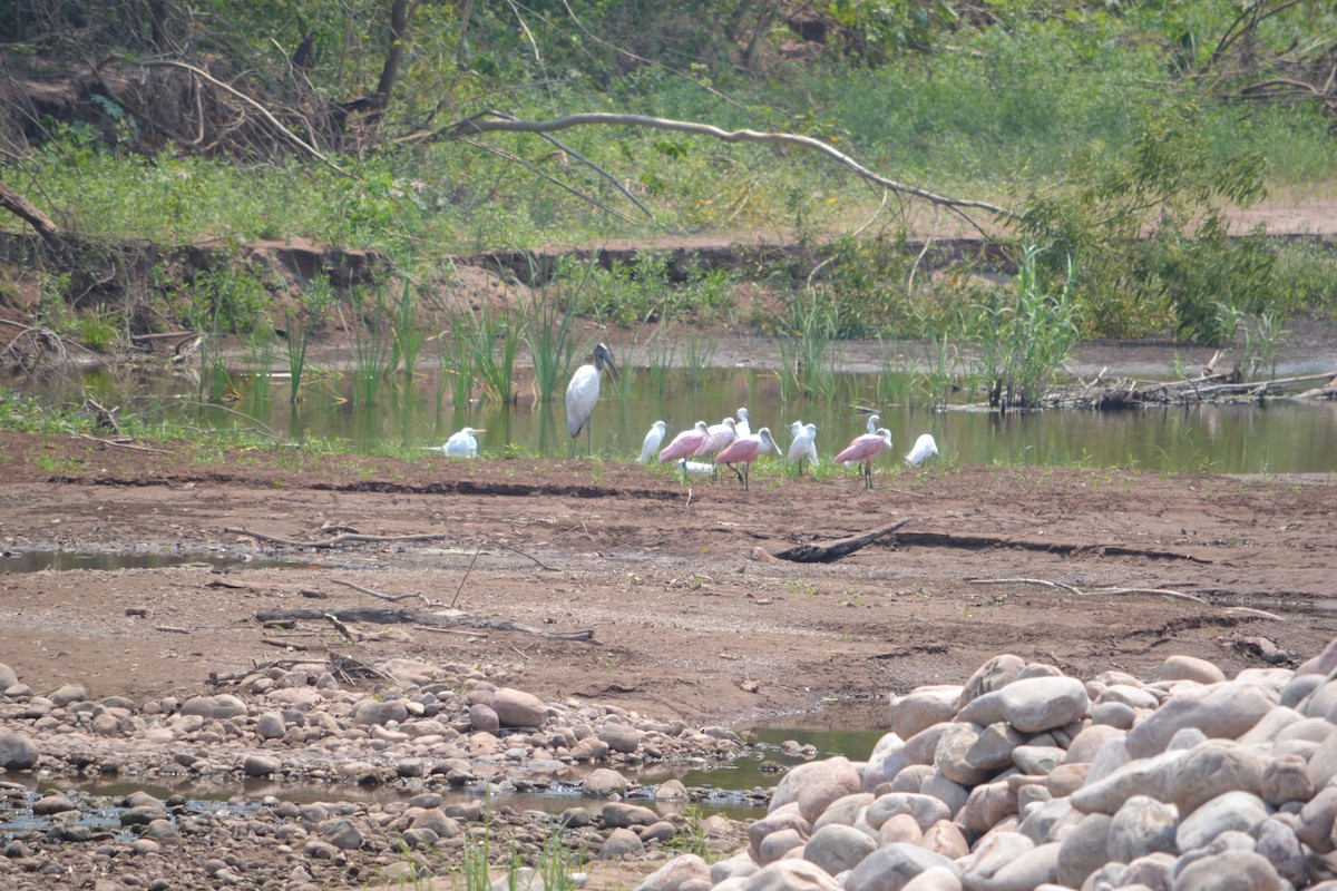 Wood Stork - ML272175971