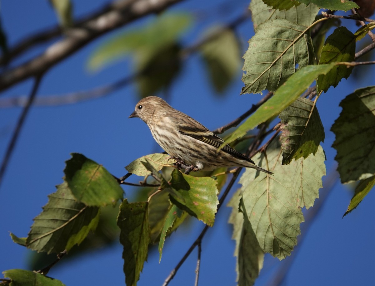 Pine Siskin - ML272176201