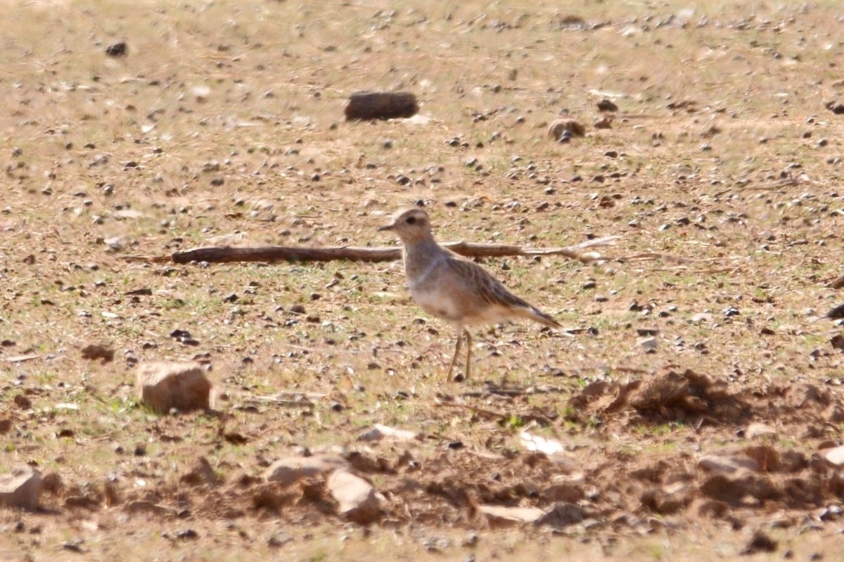 Eurasian Dotterel - ML272177271