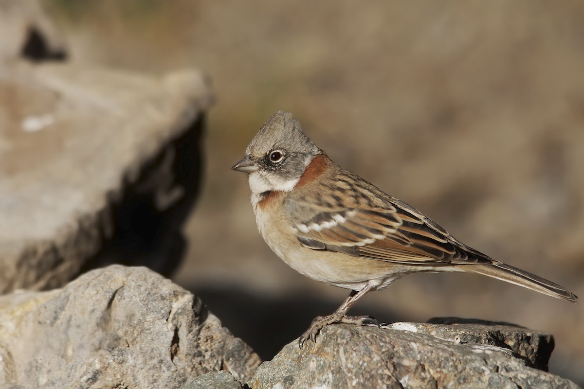 Rufous-collared Sparrow - ML272177371