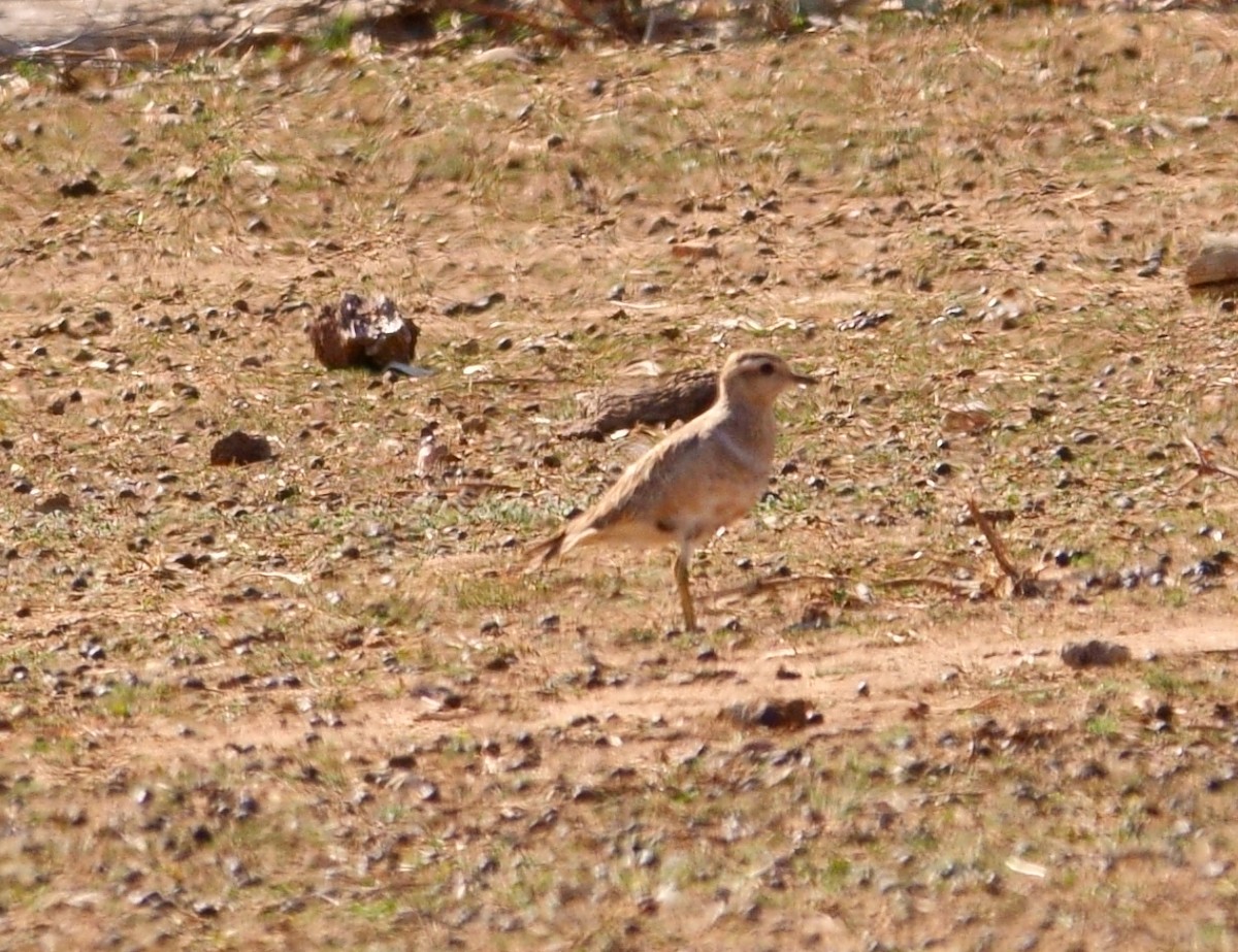 Eurasian Dotterel - ML272177391