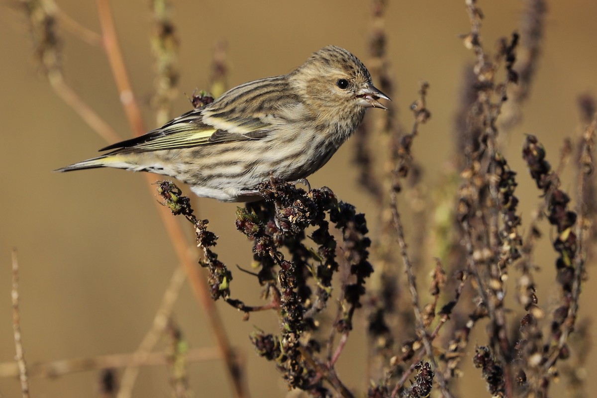 Pine Siskin - Olivier Langrand