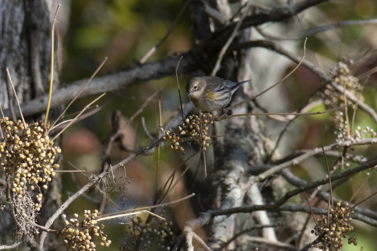 Yellow-rumped Warbler - ML272178051