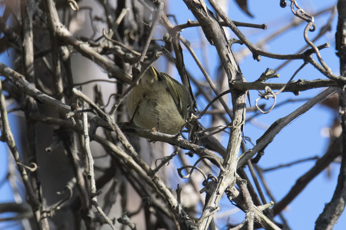 Ruby-crowned Kinglet - Anonymous