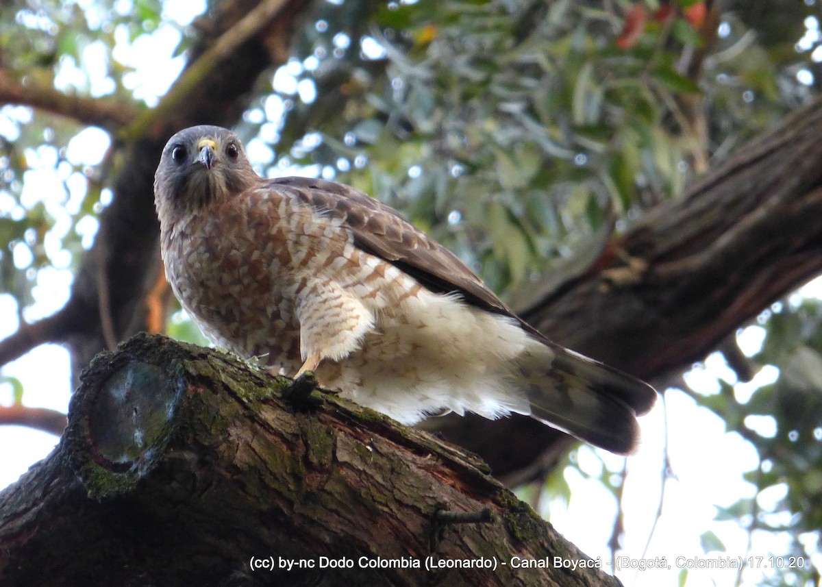 Broad-winged Hawk - Leonardo Ortega (Dodo Colombia)