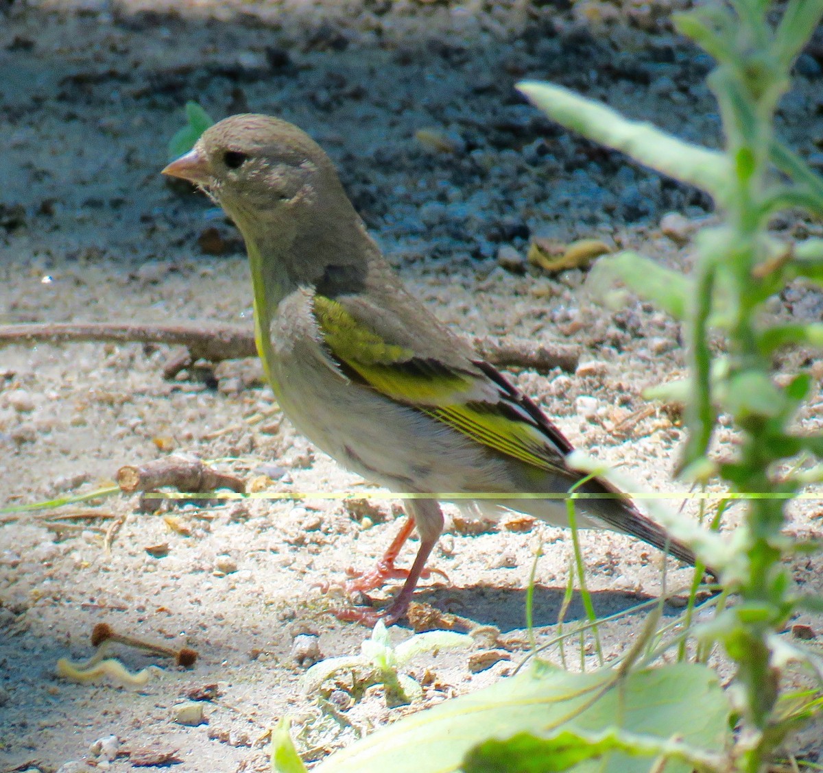 gråstillits - ML27217991