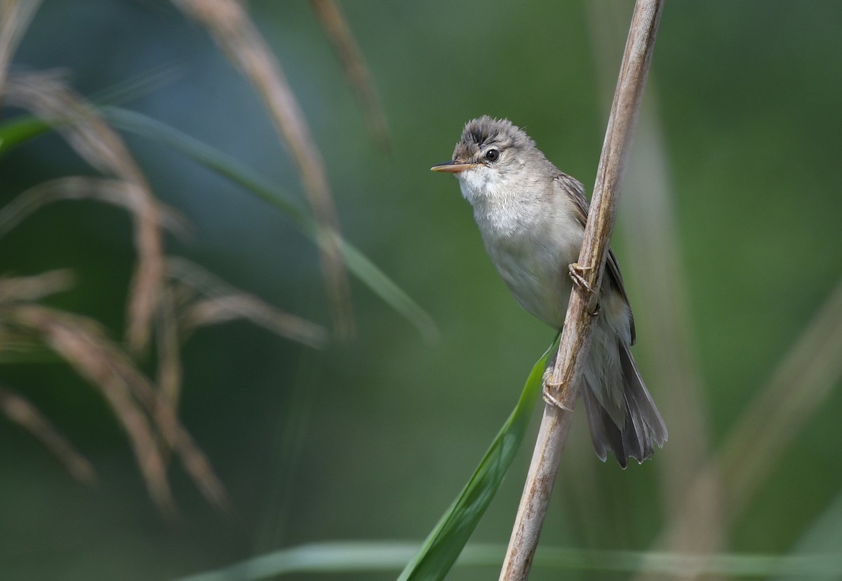 Great Reed Warbler - ML272180241