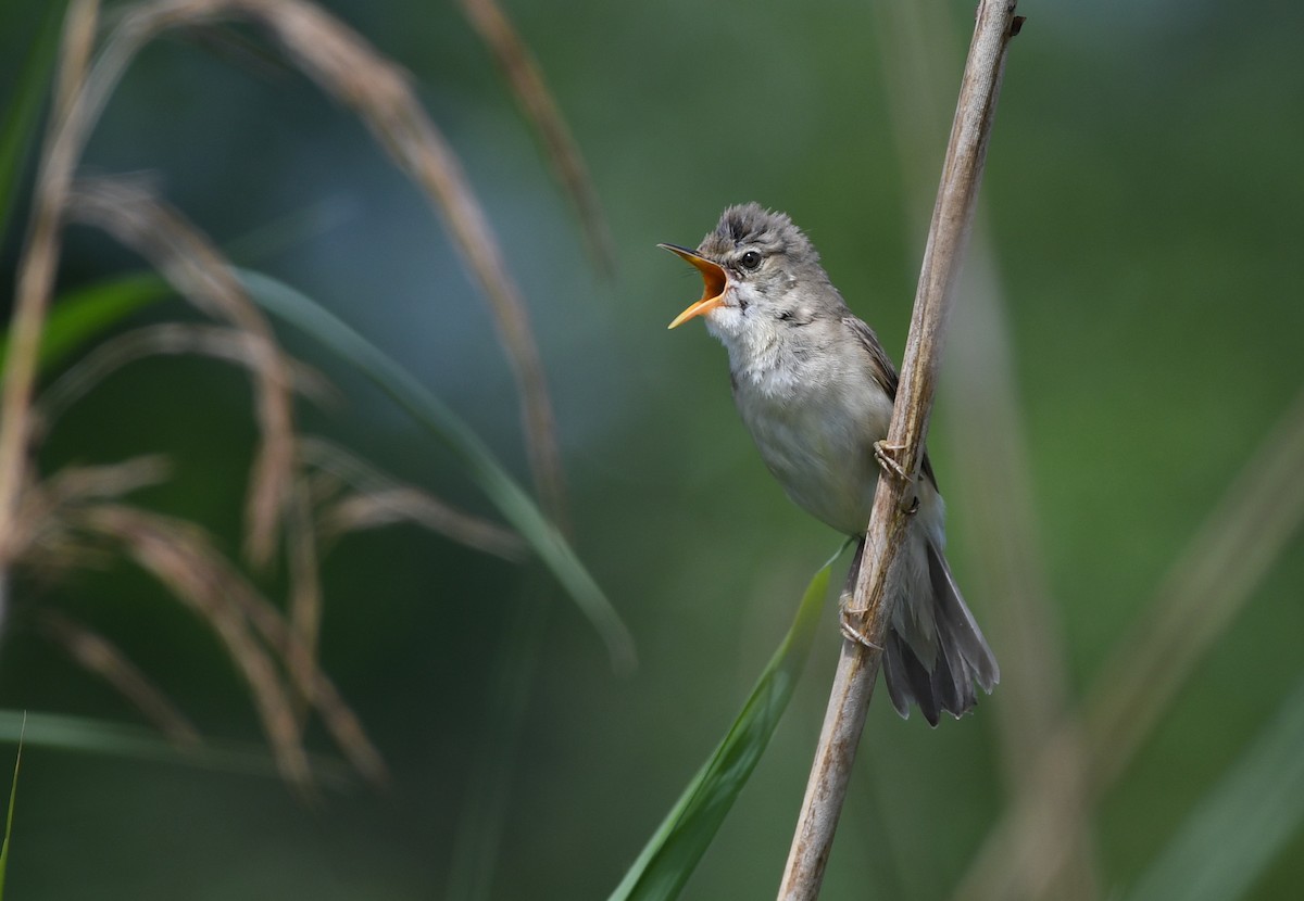 Great Reed Warbler - ML272180501