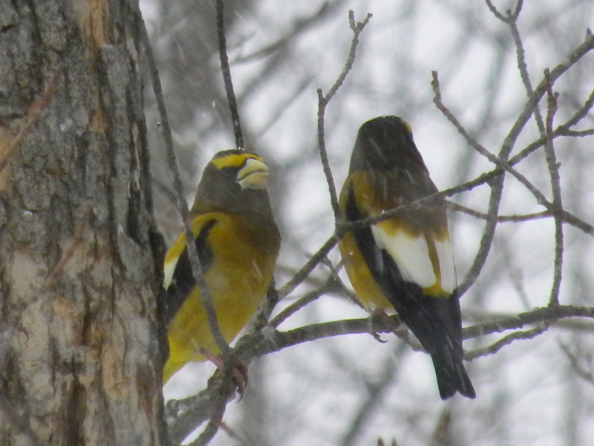 Evening Grosbeak - ML27218171