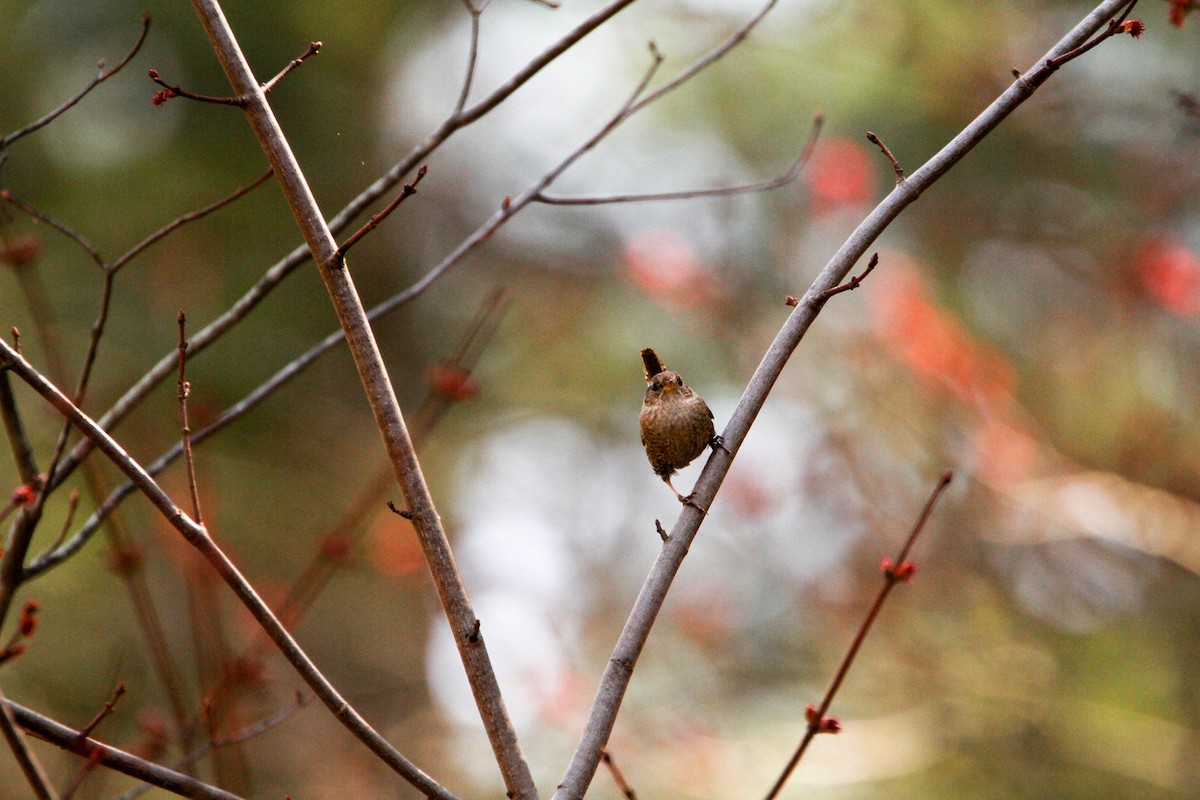 Winter Wren - ML27218311