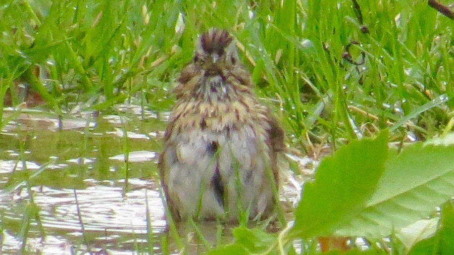 Lincoln's Sparrow - ML27218331