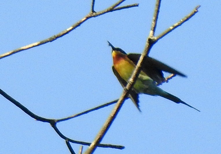 Blue-tailed Bee-eater - Athula Edirisinghe