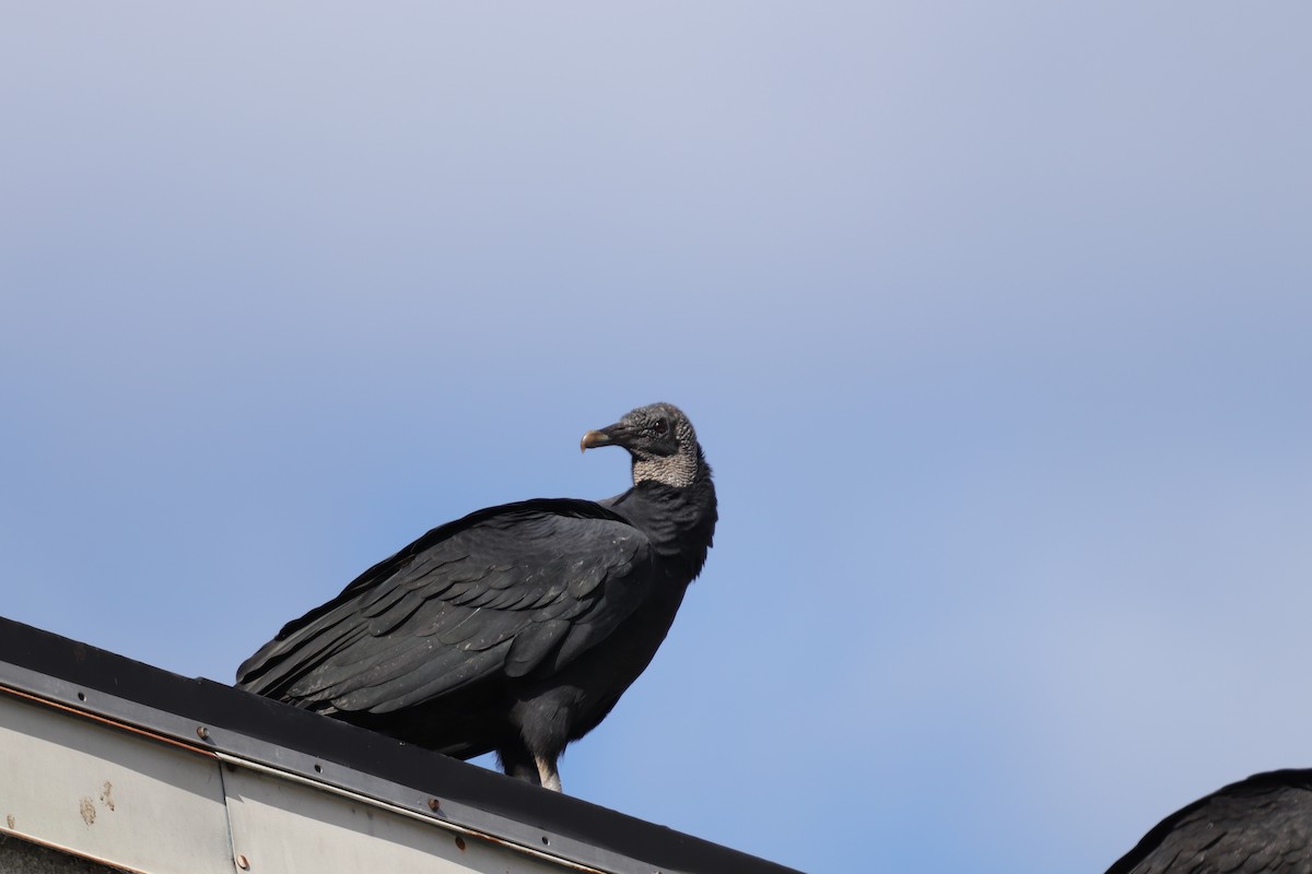 Black Vulture - ML272183681