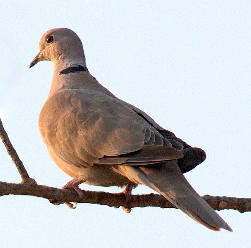 Eurasian Collared-Dove - Richard Brown