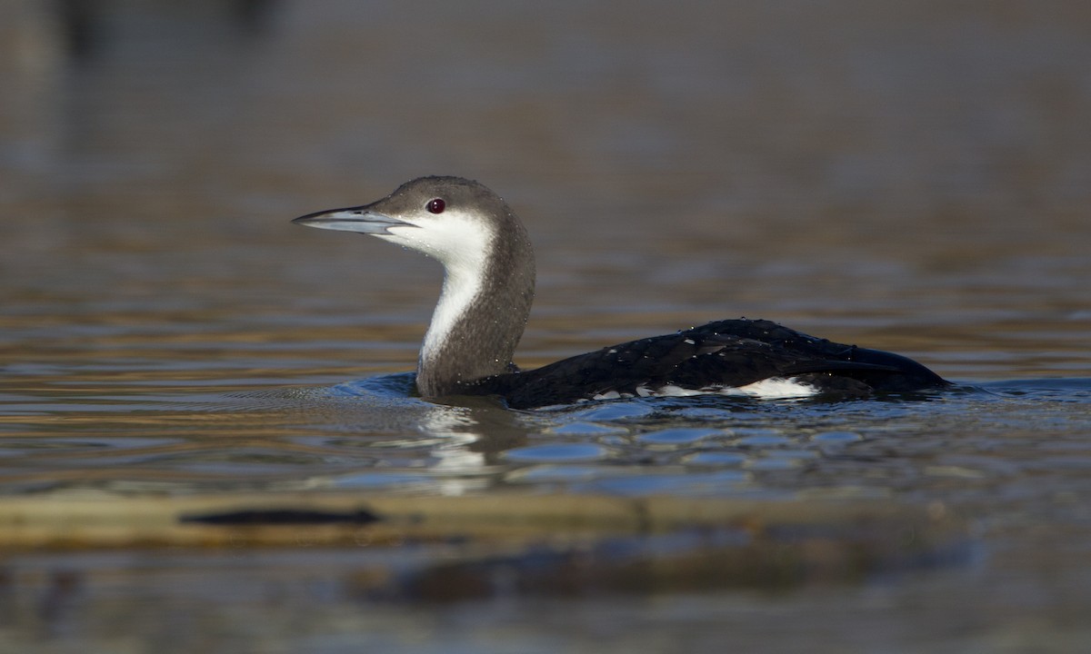 Arctic Loon - Brian Sullivan