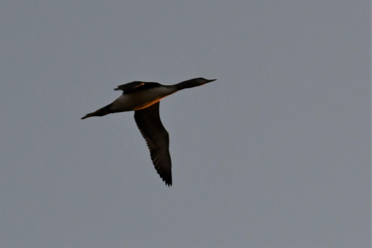 Red-throated Loon - ML272185251