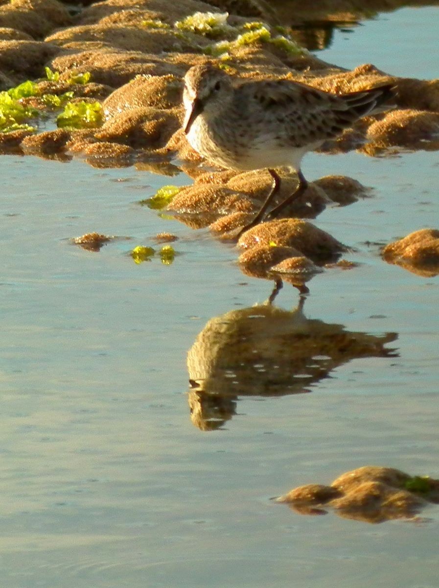 Baird's Sandpiper - ML272187071