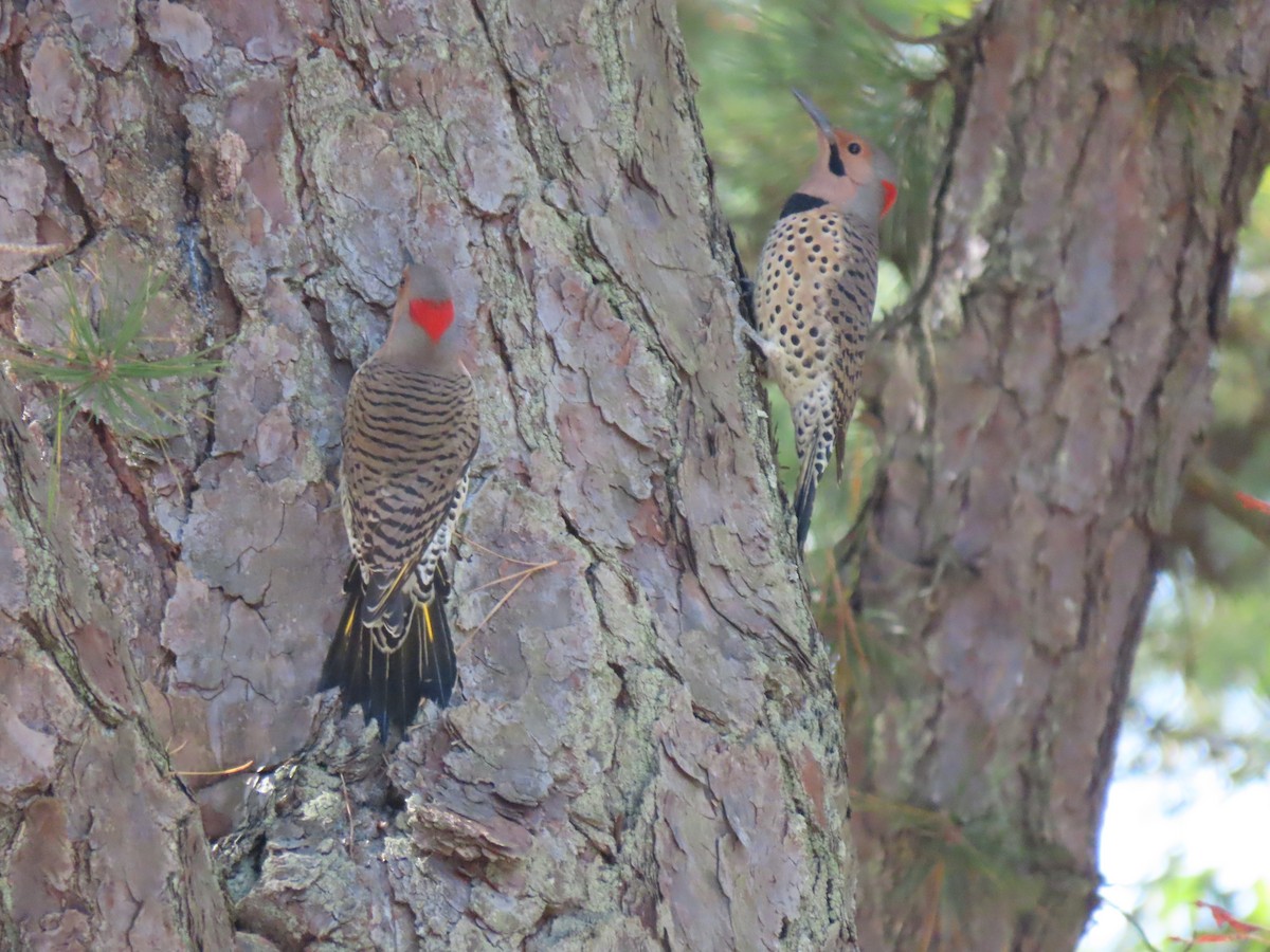 Northern Flicker - ML272187241