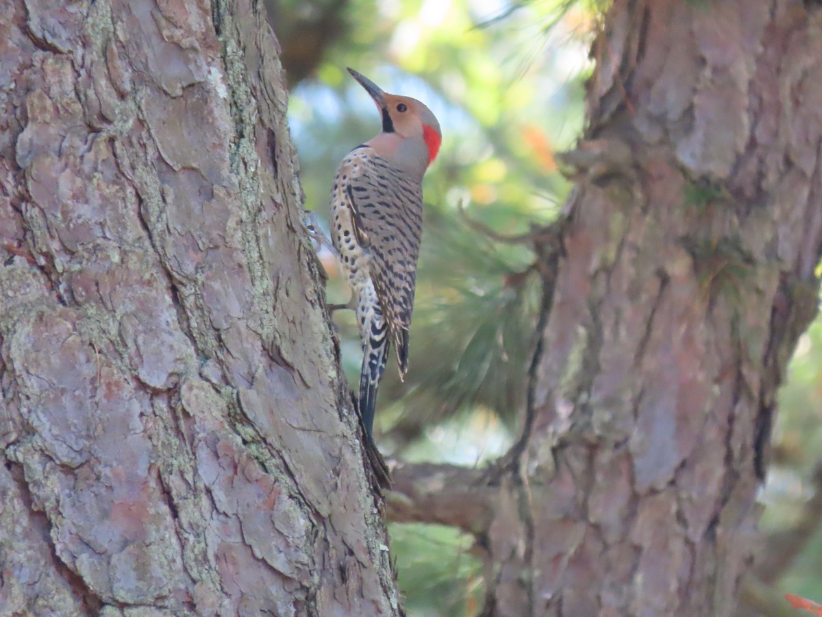 Northern Flicker - ML272187401
