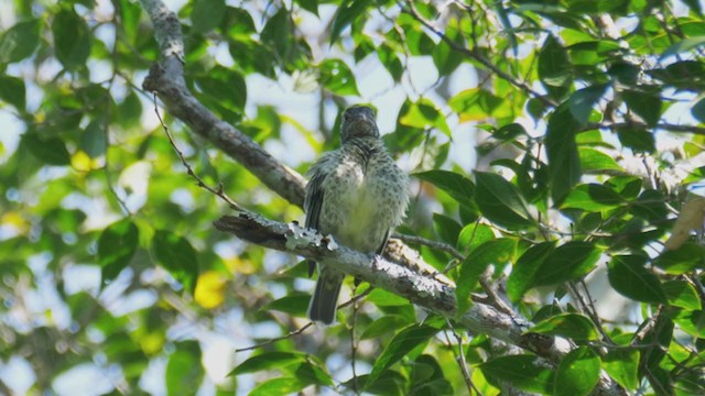 Sharpbill - ML272187631