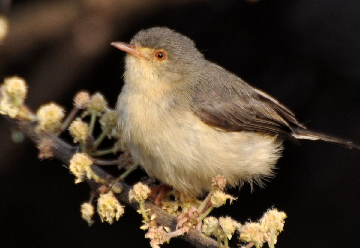 Buff-bellied Warbler - ML272187831