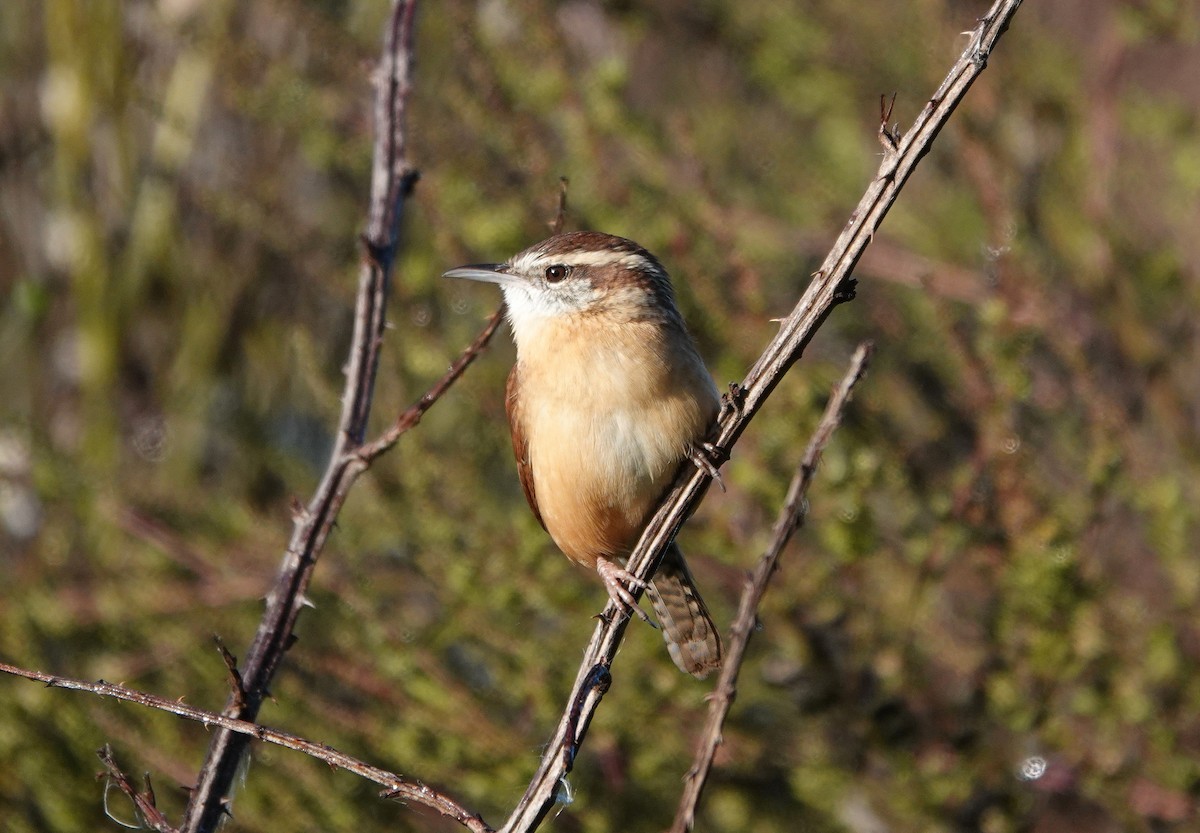 Carolina Wren - ML272188601