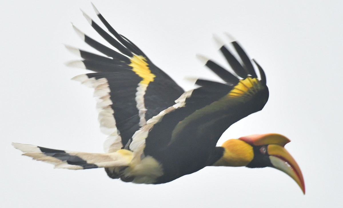 Great Hornbill - ML272189321