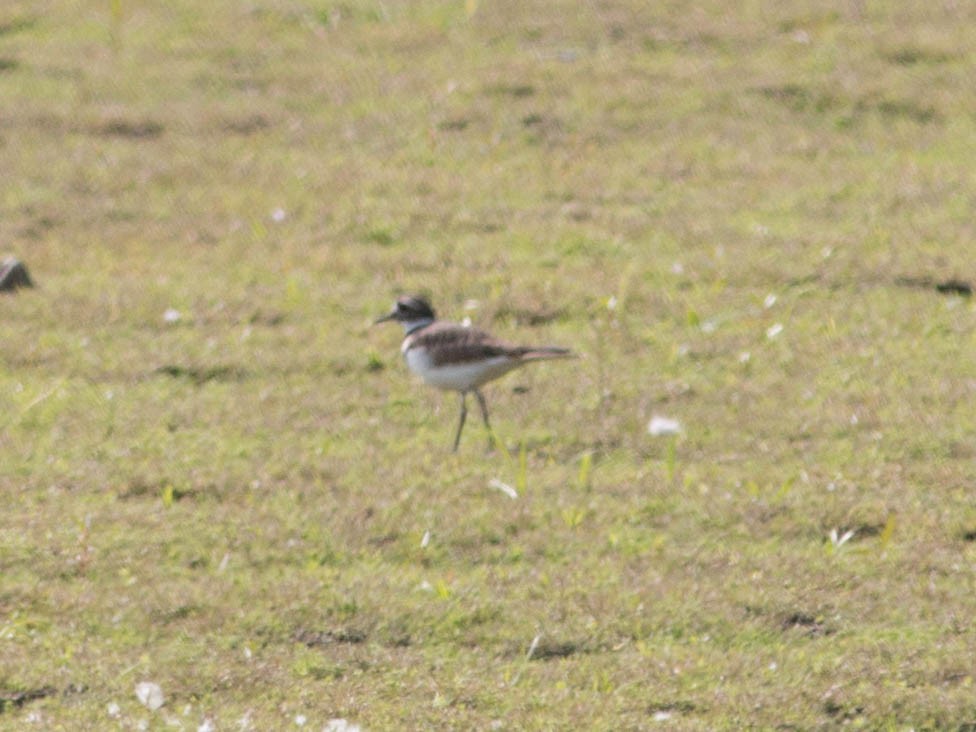 Killdeer - Liz Shlapack