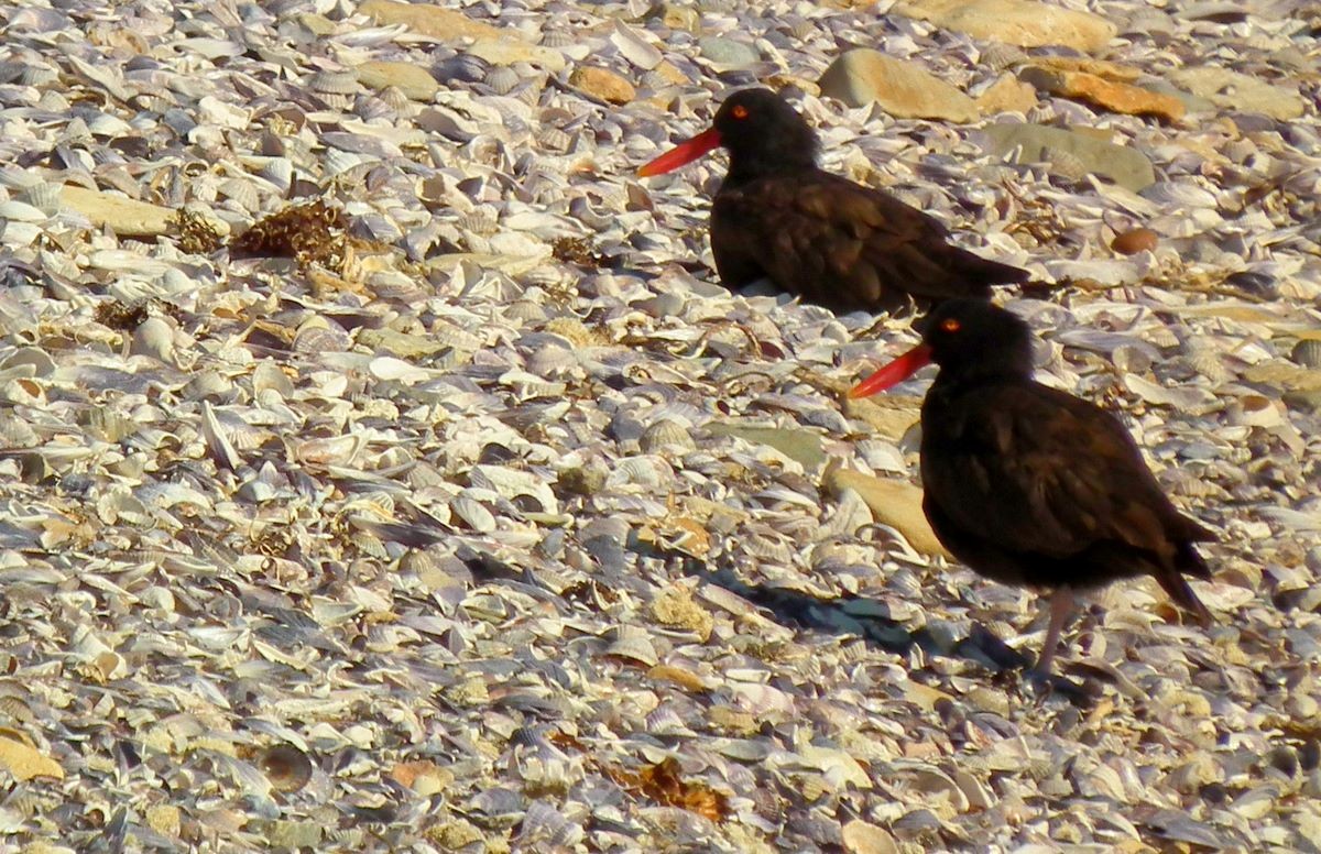 Blackish Oystercatcher - ML272190681