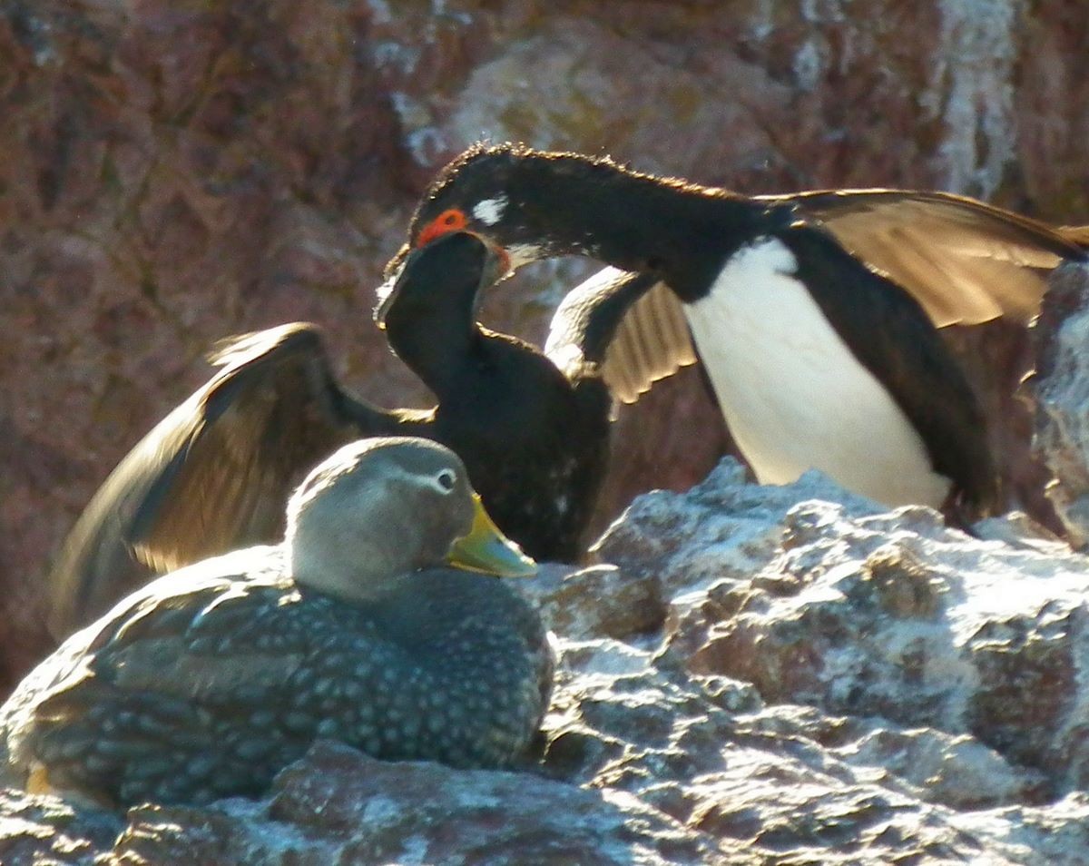 Magellanic Cormorant - ML272190821