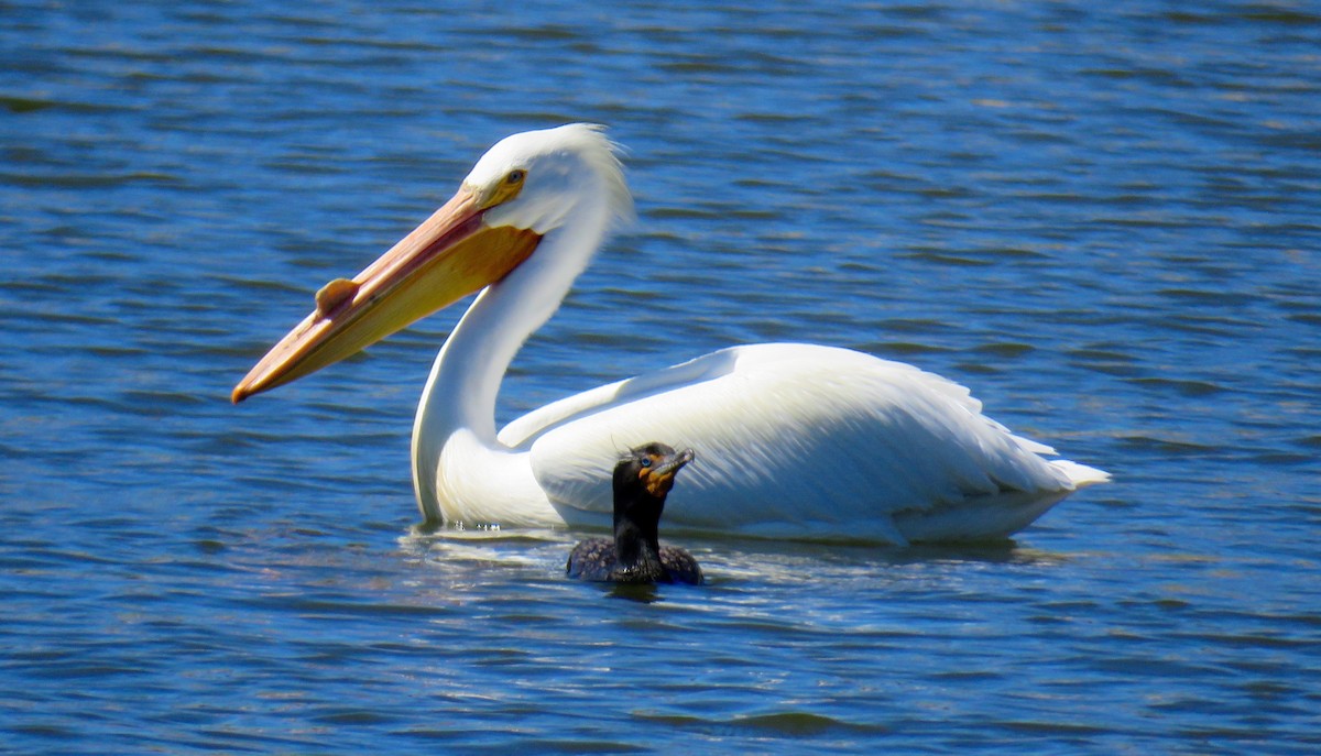 American White Pelican - ML27219421