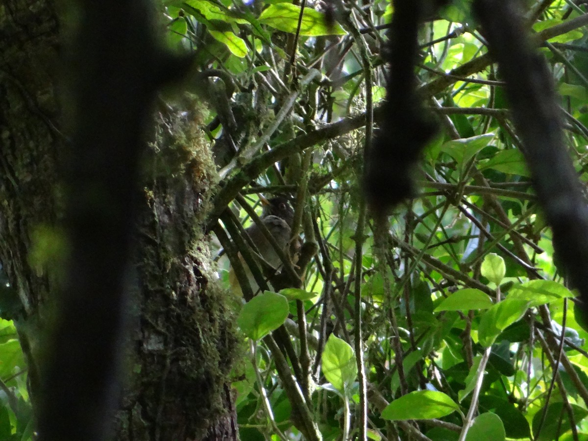 White-necked Thrush - ML272194331