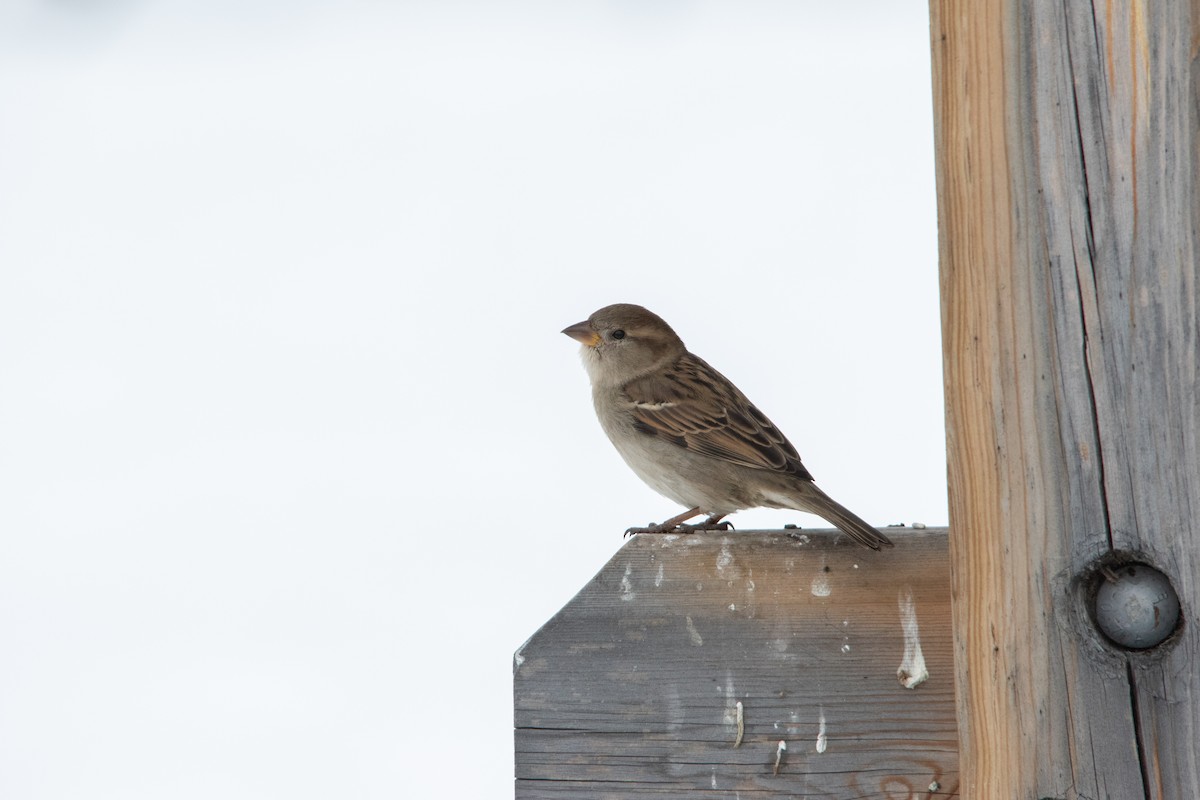 House Sparrow - ML272194781