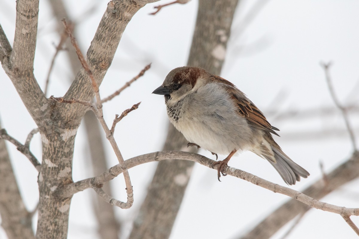 House Sparrow - Clinton S. Boyd