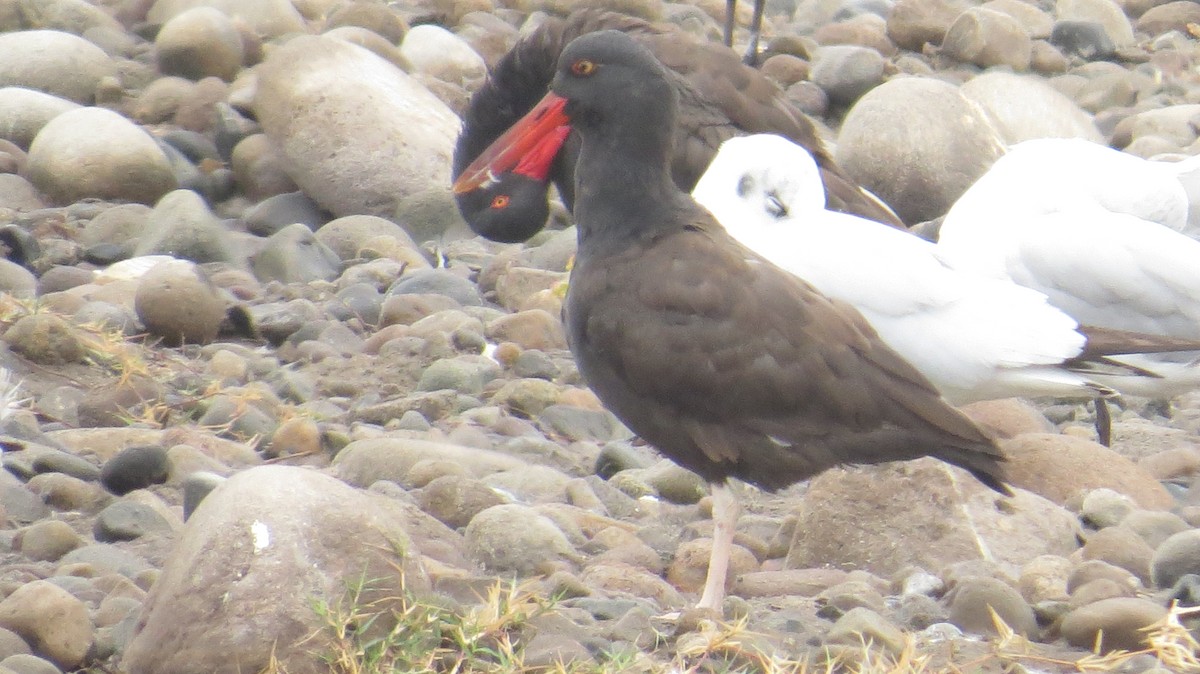 Blackish Oystercatcher - ML272195271