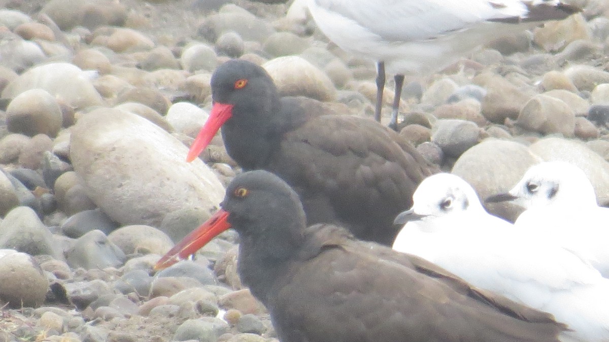 Blackish Oystercatcher - ML272195321