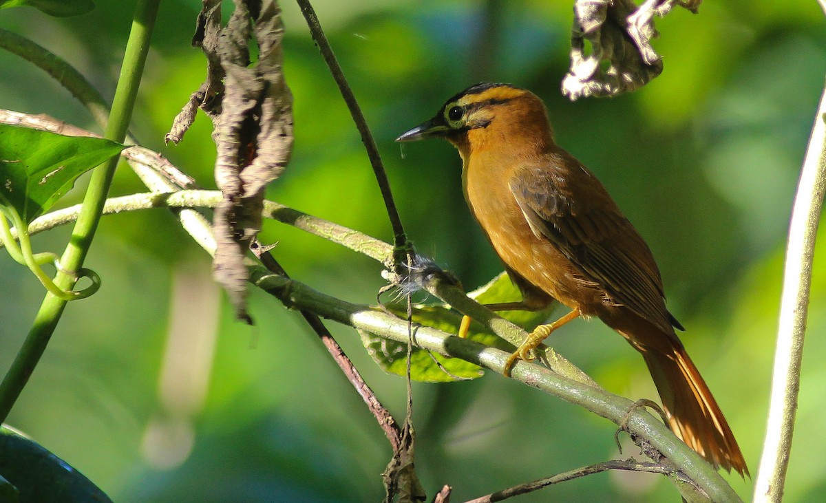 Black-capped Foliage-gleaner - Projeto  Dacnis