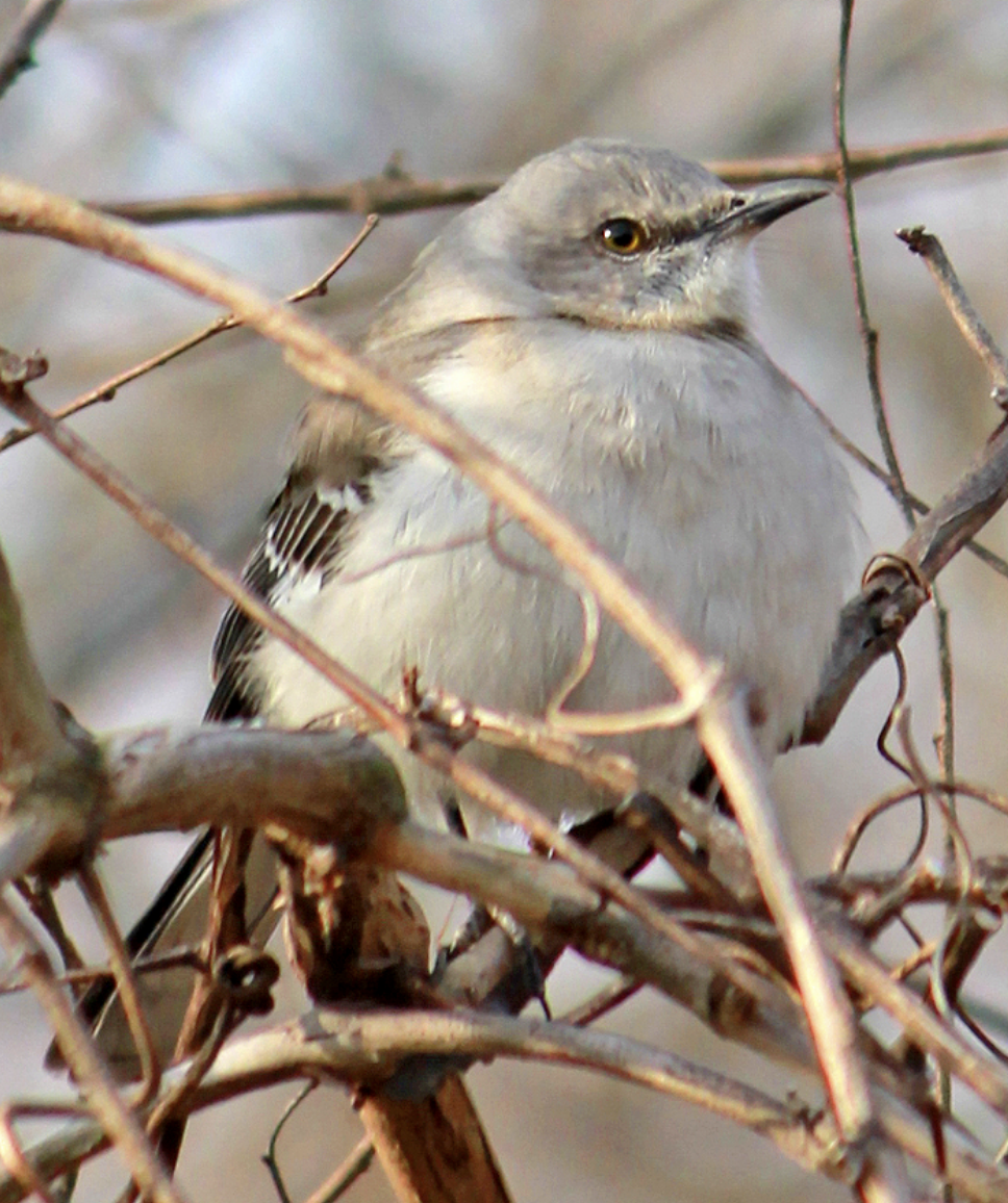 Northern Mockingbird - ML272195841