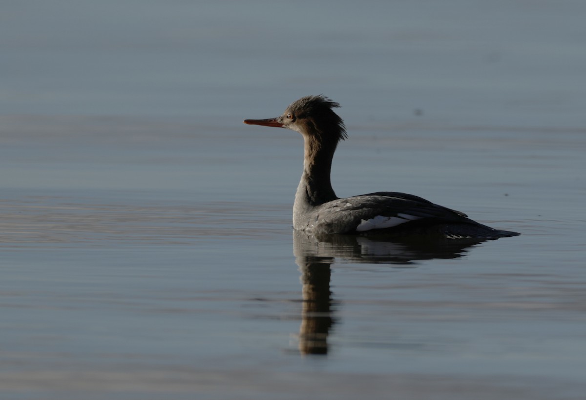 Common Merganser - Mario St-Gelais